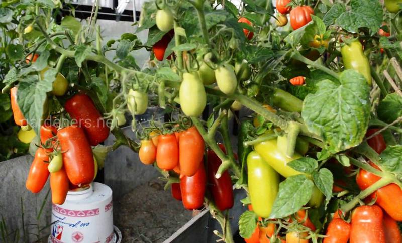 Які овочеві культури підходять томатам?