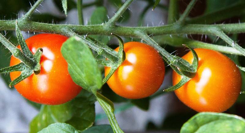 Посадка томатів у відкритому ґрунті розсадою. Догляд та формування куща