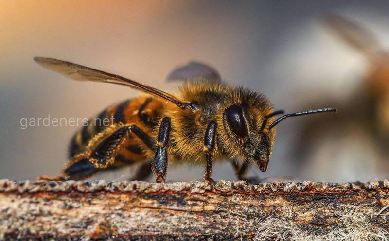 Является ли европейская медоносная пчела источником болезней пчелиных семей в мире?