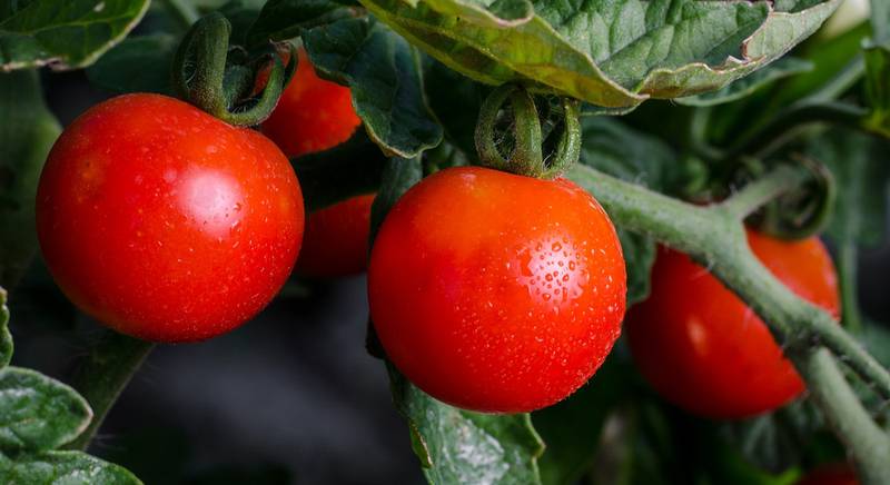 Як правильно доглядати за томатами при органічному вирощуванні?