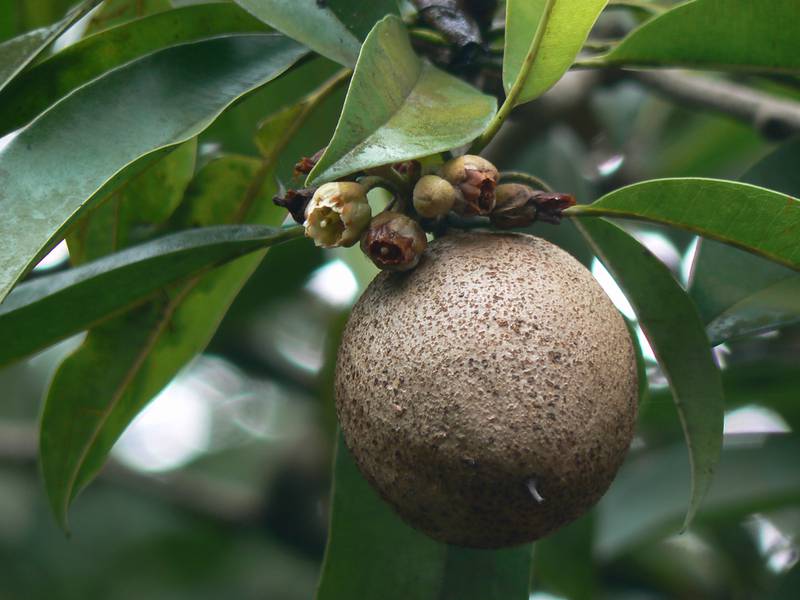 Саподилла, описание экзотического фрукта 