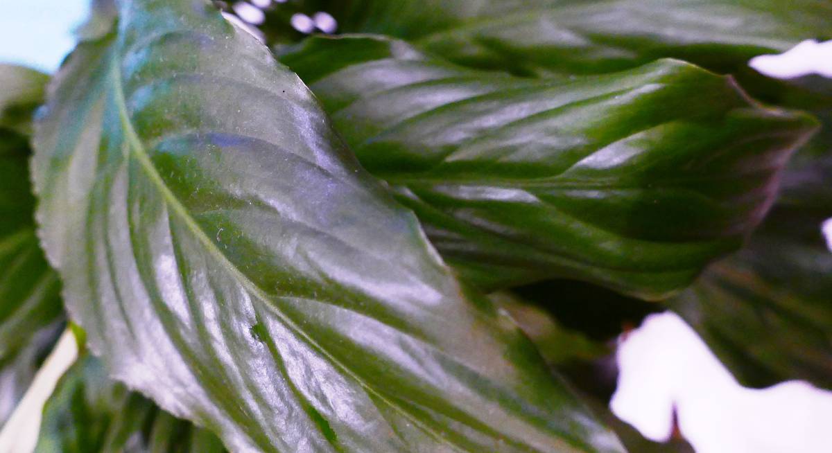 Коричневые листья спатифиллума. Вертициллез спатифиллума. Спатифиллум ложковидный бурая пятнистость. Гоммоз спатифиллума. Белые точки на листьях спатифиллума.