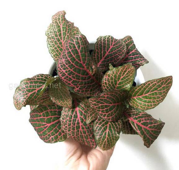 Fittonia Red Anne