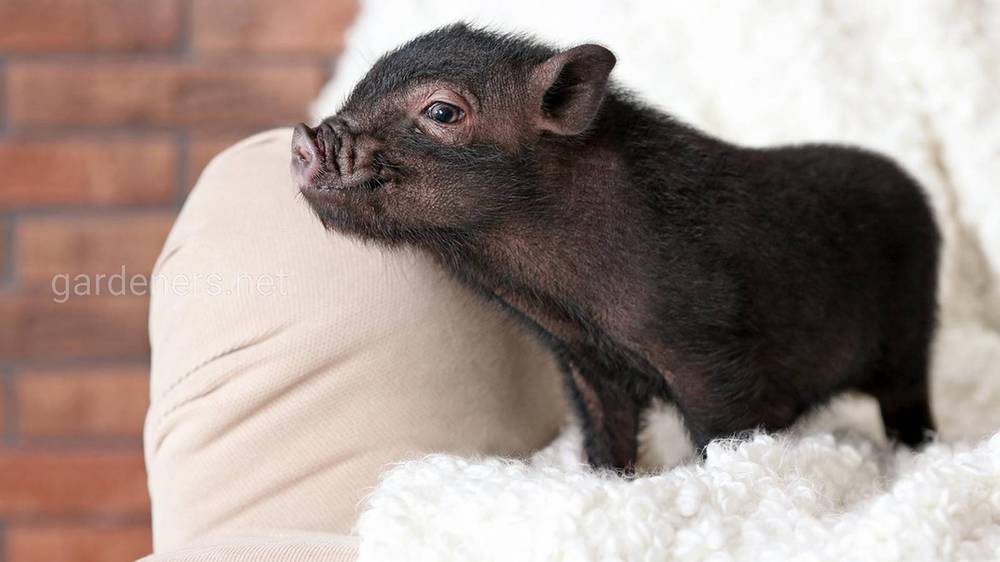 Мини-пиги свинья в доме