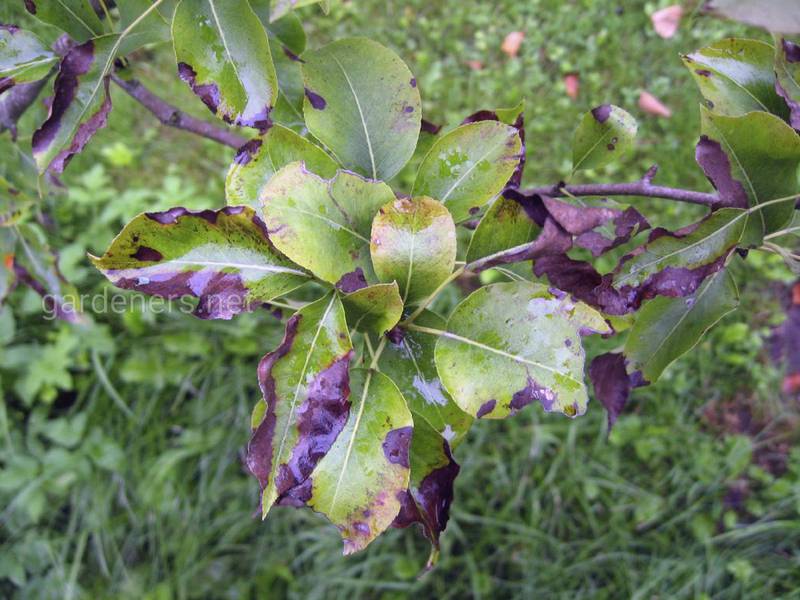 Як по листю та кореню визначити причину висихання плодів?