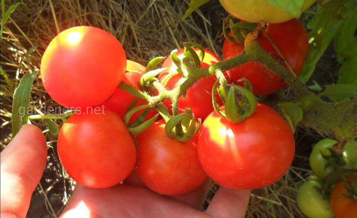 Сорт томатов «Санька»