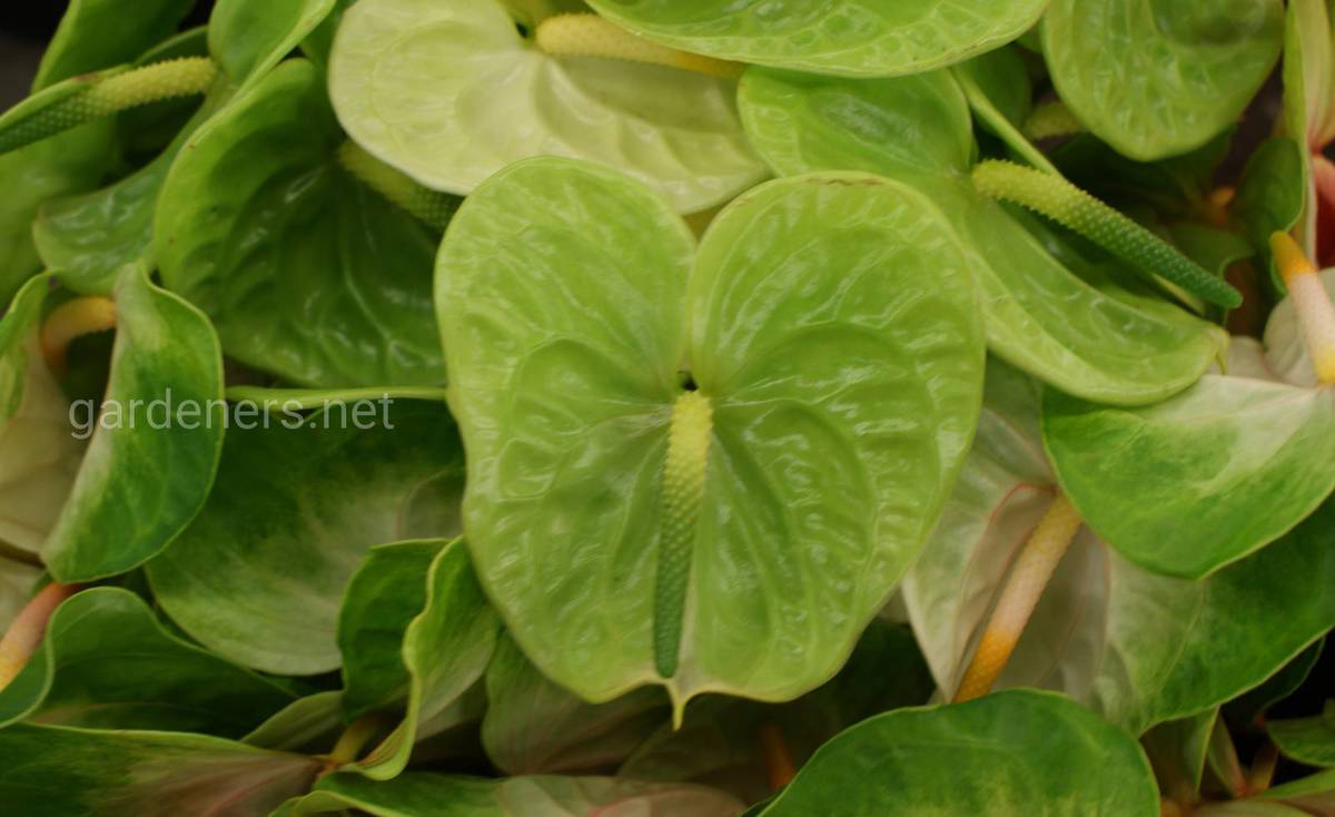 Green Anthurium