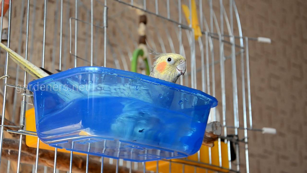Ванночка для попугаев