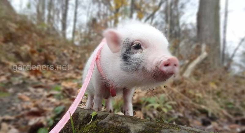 Міні-піги: свиня в будинку