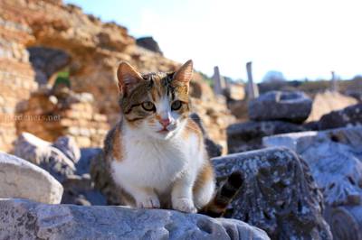 Егейська кішка