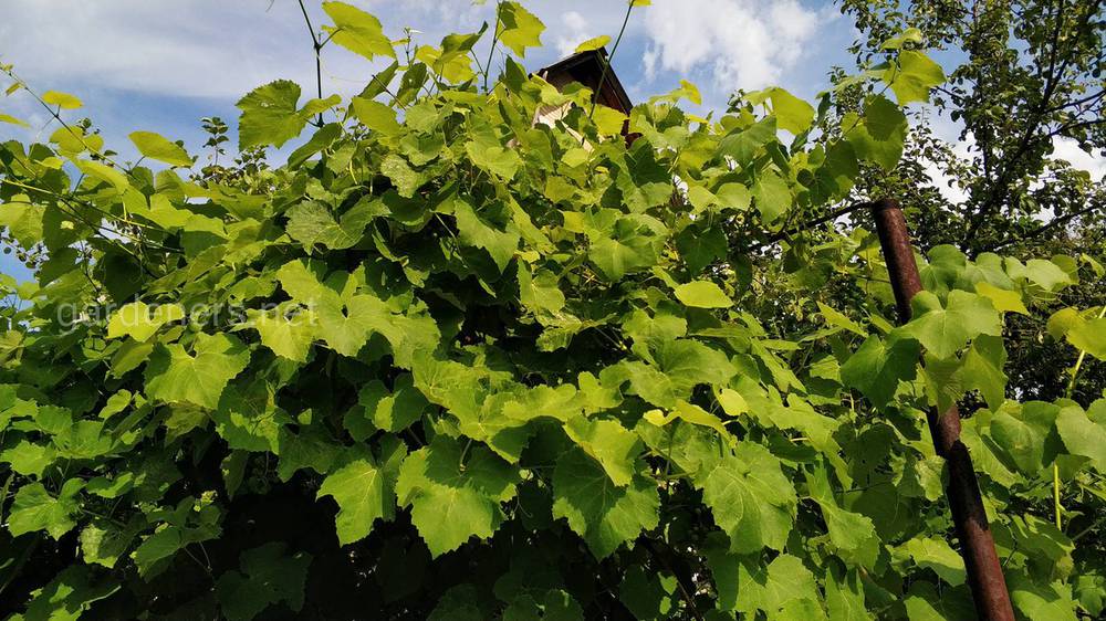 Методи боротьби з в'янням листя на винограді
