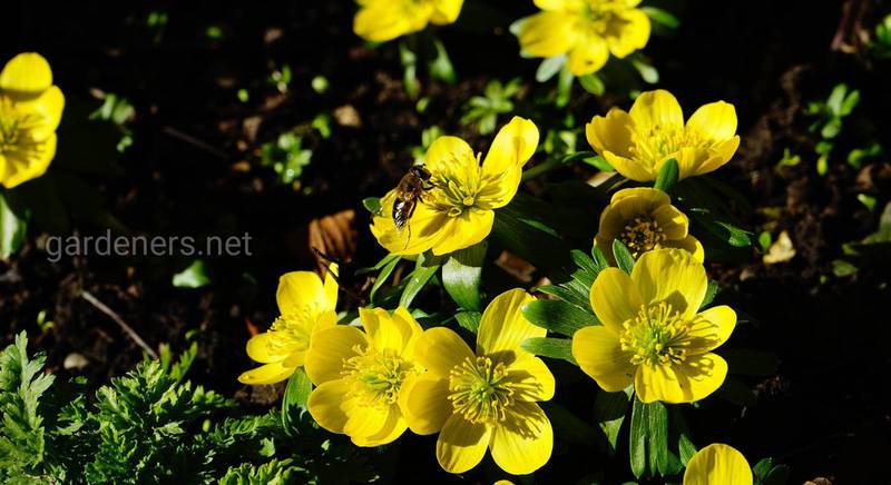 Известные виды и сорта весеннего цветка Эрантиса