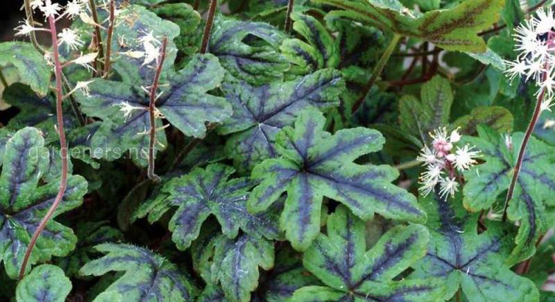 Тиарелла, или Тиарка 一 вечнозеленое многолетнее растение из Северной Америки
