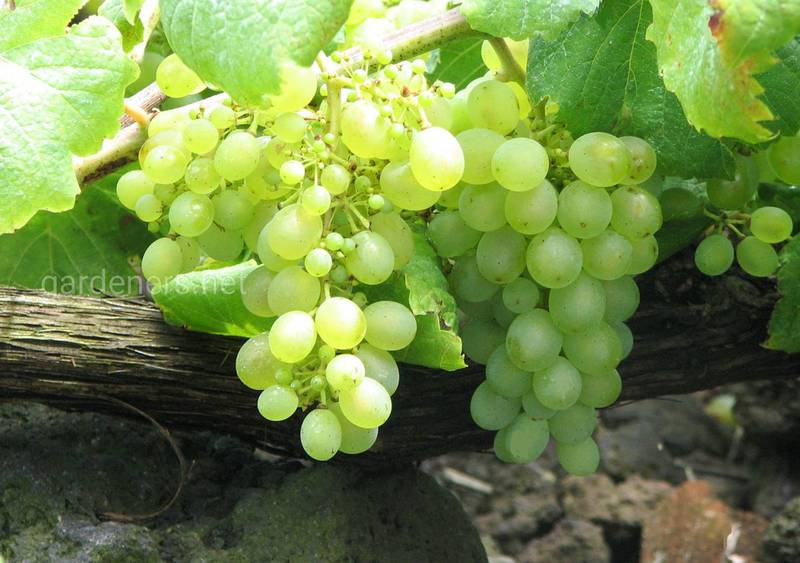 Использование винограда в кулинарии