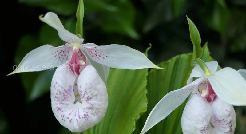 Наиболее популярные виды циприпедиумов – орхидей, которые можно выращивать в наших садах и в комнатной культуре 