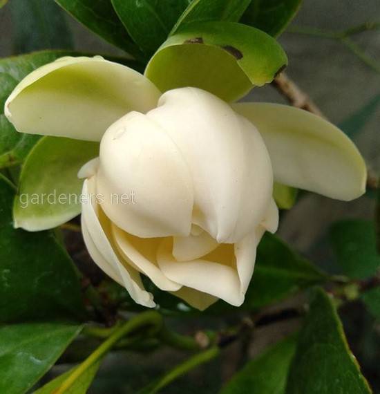 Magnolia pumila