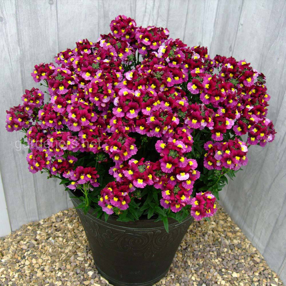 Nemesia Sunpeddle «Red»