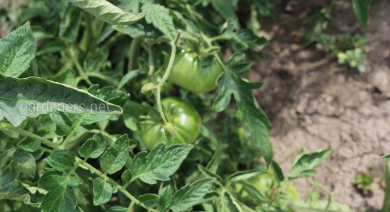 Фитофтороз не нападет на ваши томаты после этой обработки по листу
