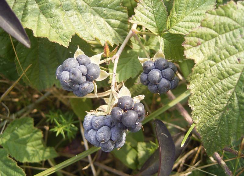 Ежевика сизая