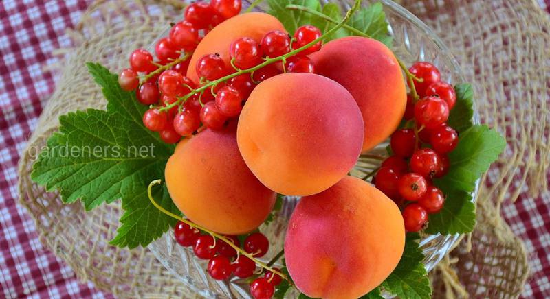 Якими ягодами, овочами і фруктами рясніє липень