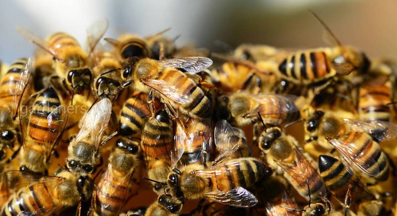 Пчелиная семья и обязанности каждого представителя