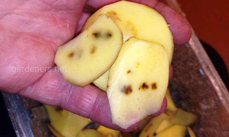 Какие симптомы концентрической пятнистости картофеля? Почему возникает?