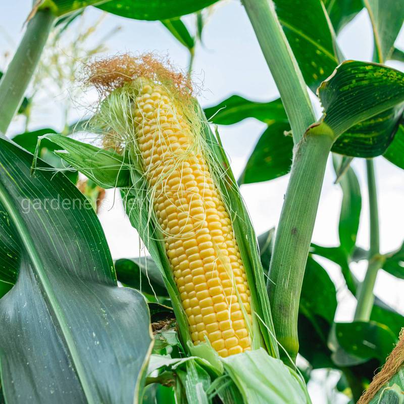 Кукуруза. Идеальные температура и опасность излишних осадков