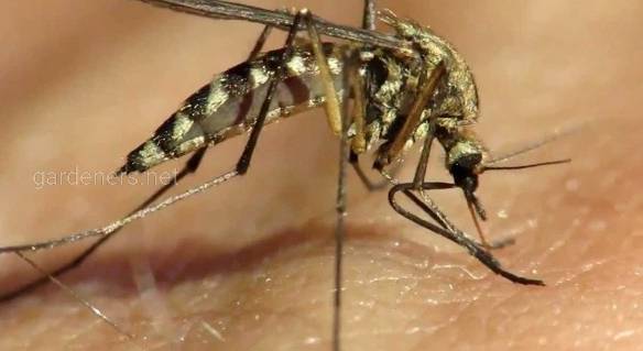 Вухерериоз - гельминтоз человека, передаваемый комарами