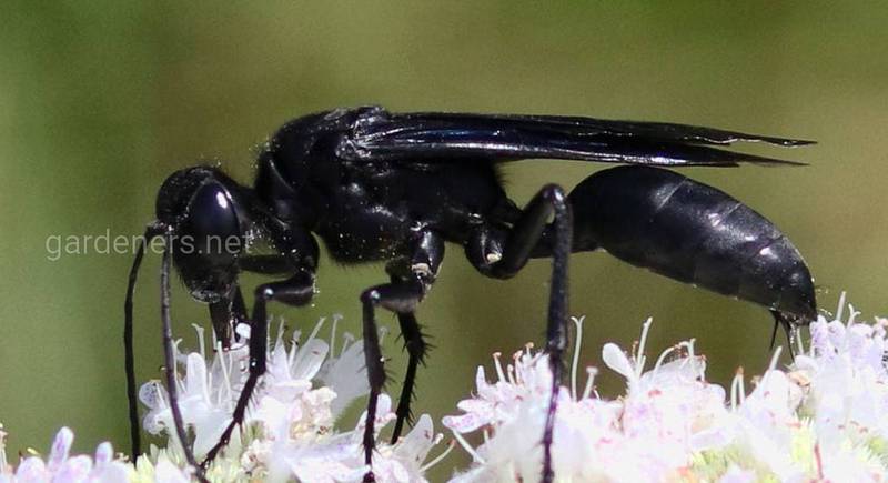 Цікаві факти про чорних ос: користь та можлива шкода від комах