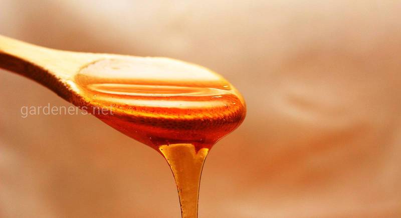 Справжній мед: прості поради, які допоможуть вибрати якісний мед