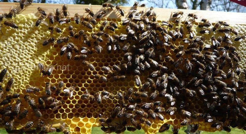 Типичные ошибки начинающих пчеловодов по сезонам. Советы как их избежать