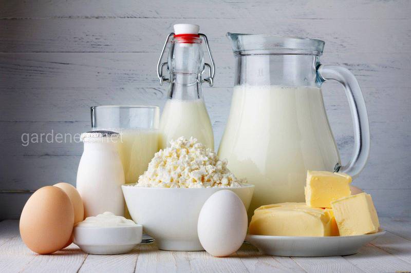 Как повлиять на жирность коровьего молока?