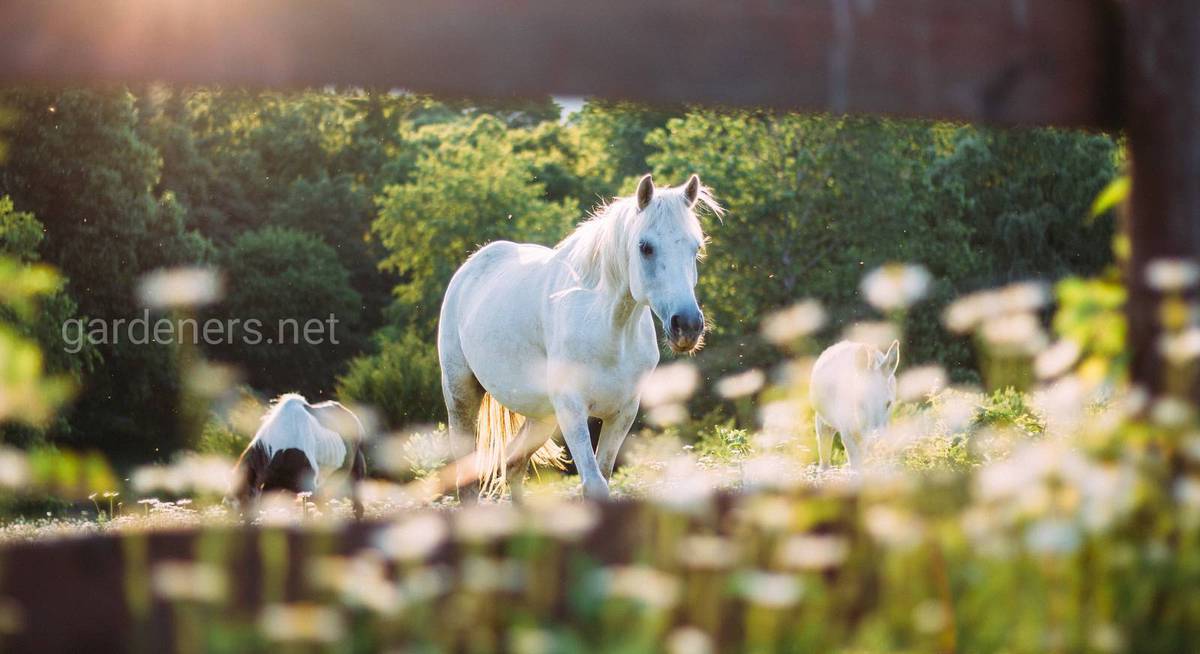 Дорогие Лошади В Мире Фото Цены