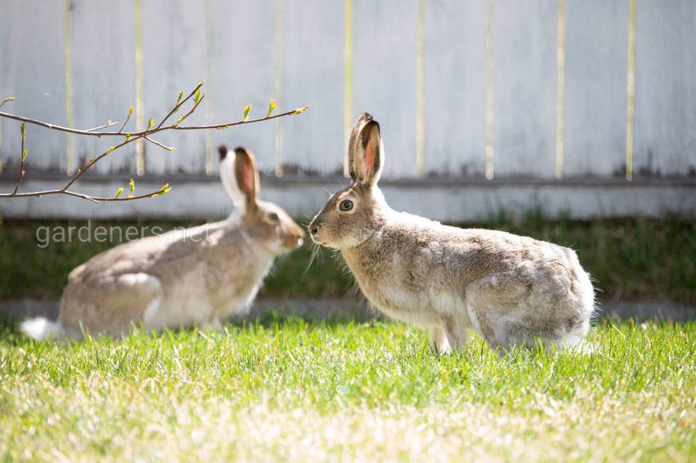 Разница между кроликом и зайцем