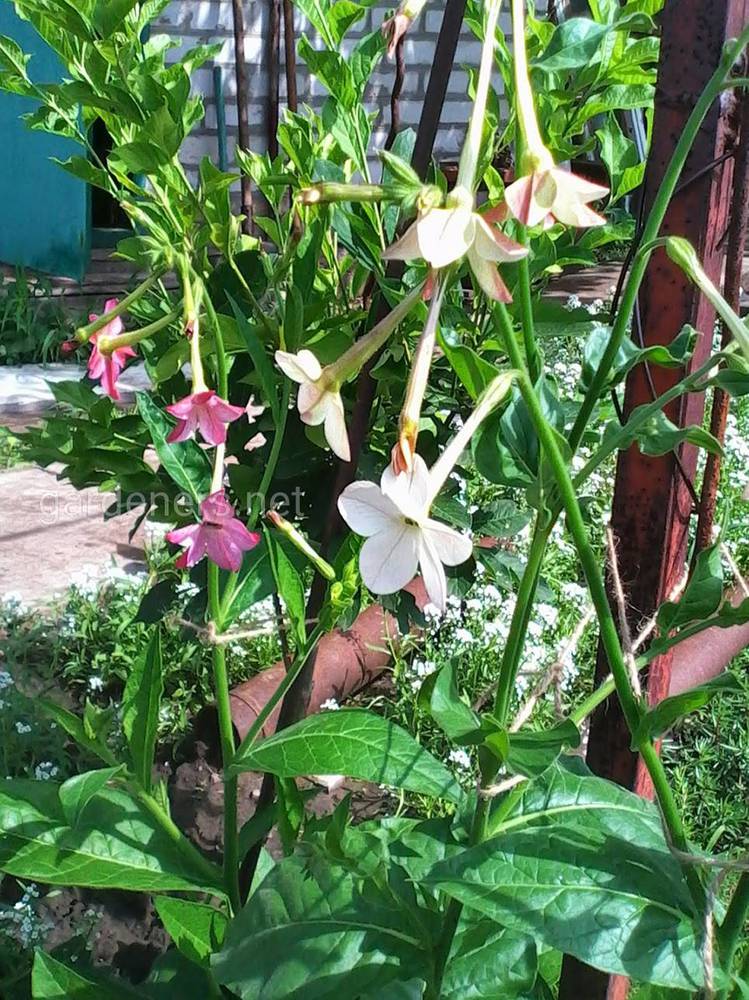 Табак душистый Nicotiana suaveolens