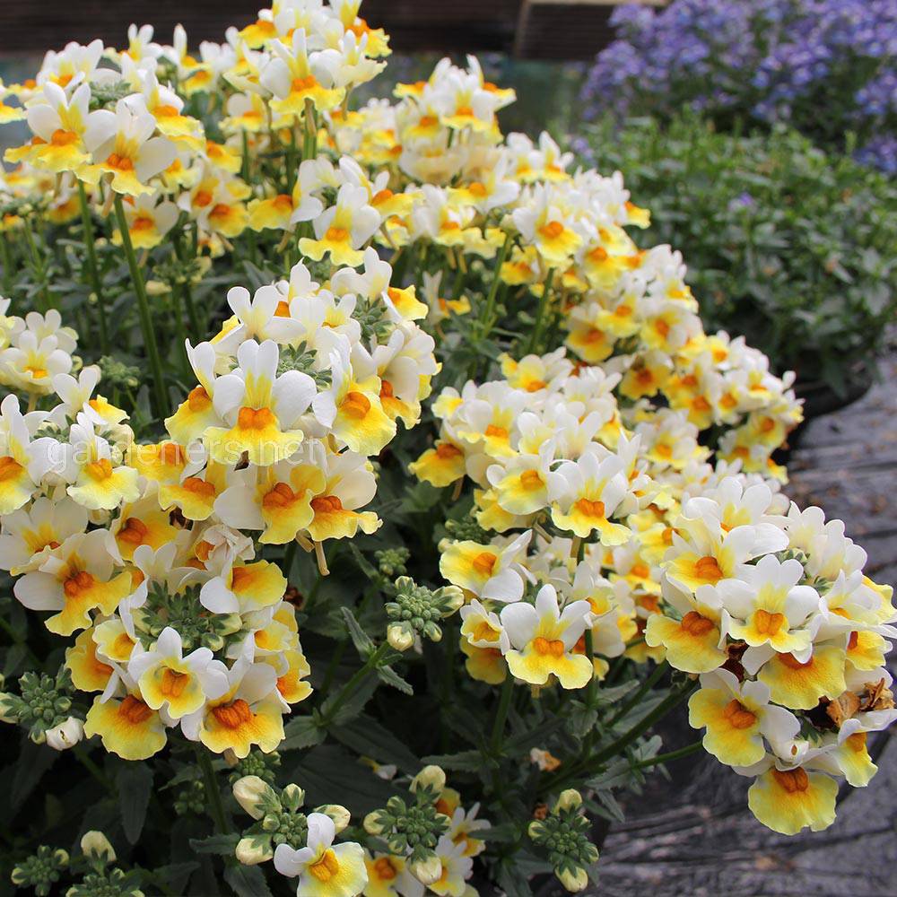 Nemesia Sunpeddle