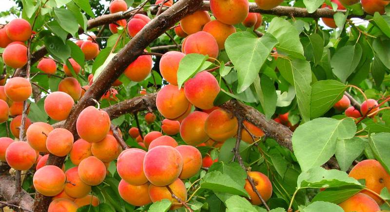 ТОП-10 найкращих сортів абрикос