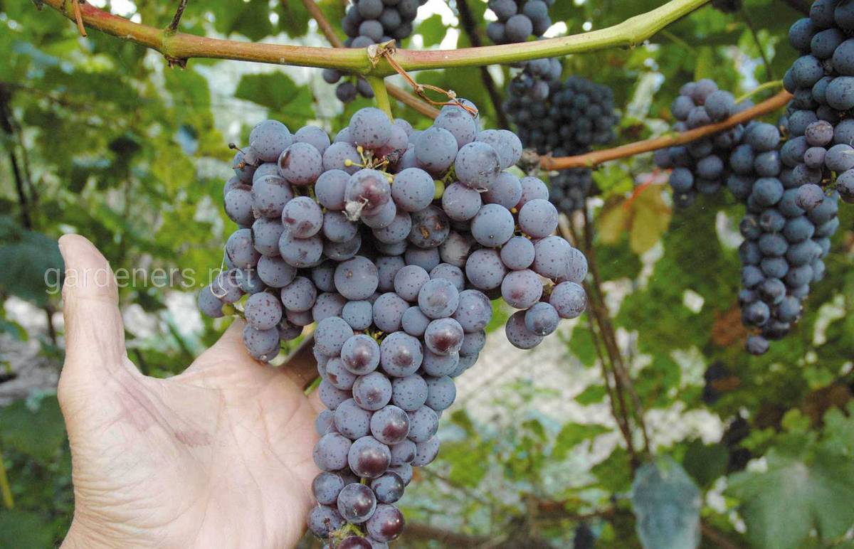 Преимущества и недостатки винограда сорта Амурский