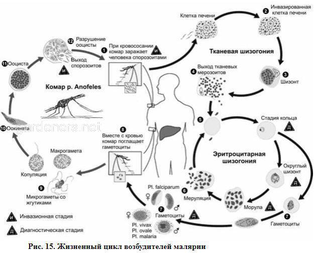 Цикл малярии. Жизненный цикл малярии схема. Жизненный цикл малярийного плазмодия. Схема жизненного цикла возбудителей малярии. Цикл малярийного плазмодия схема.