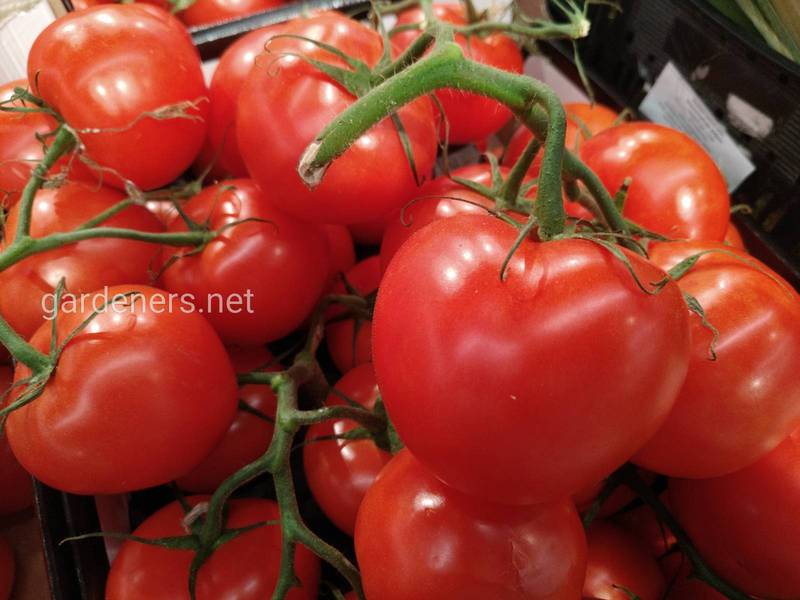 Топ-12 интересных фактов о томатах