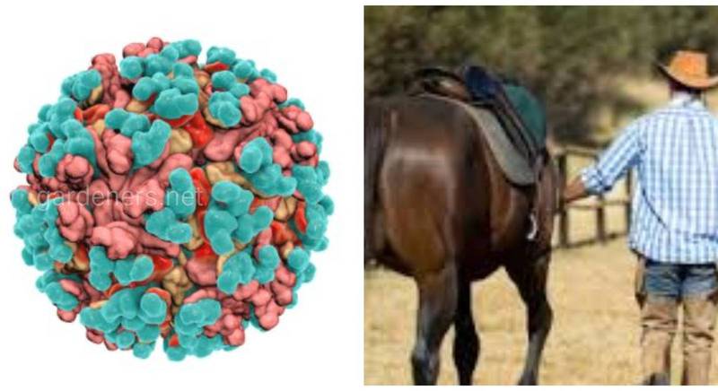 Венесуельський енцефаломієліт коней - нейроінфекційна хвороба, спільна для людини та коней, передається комарами