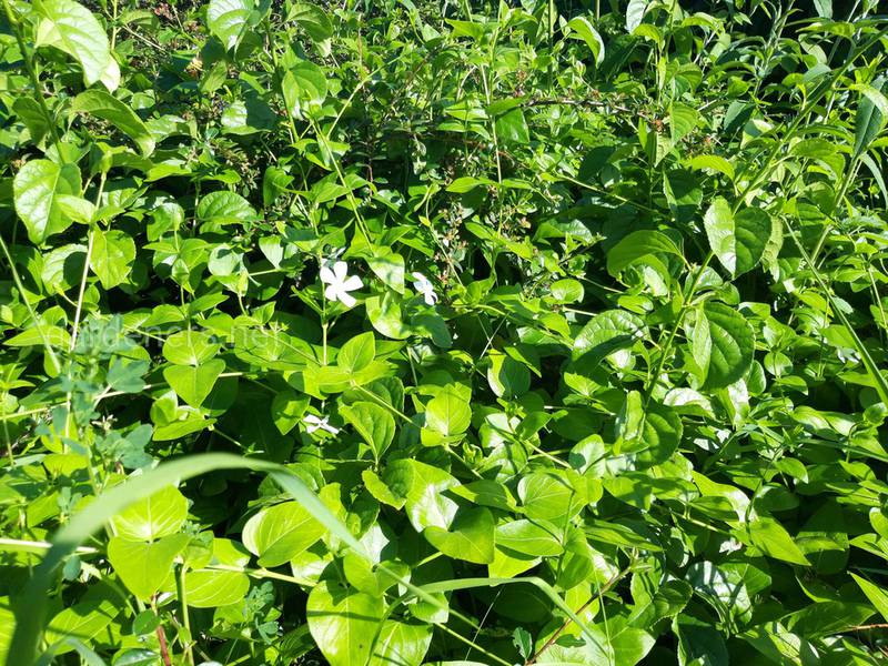 Барвинок - вечнозеленое растение, которое растет в каждом сельском дворе
