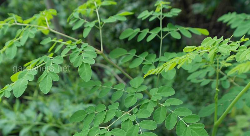Моринга — супер дерево, у листі якого у 25 разів більше заліза, ніж у шпинаті