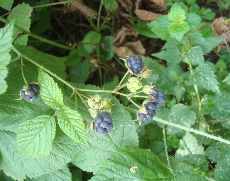 Ежевика сизая