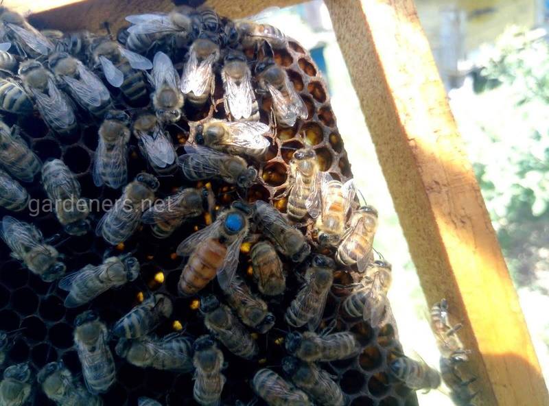 Коли починається підготовка до випасу бджіл?