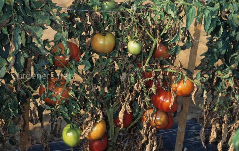 Как бороться с альтернариозом и септориозом томатов?