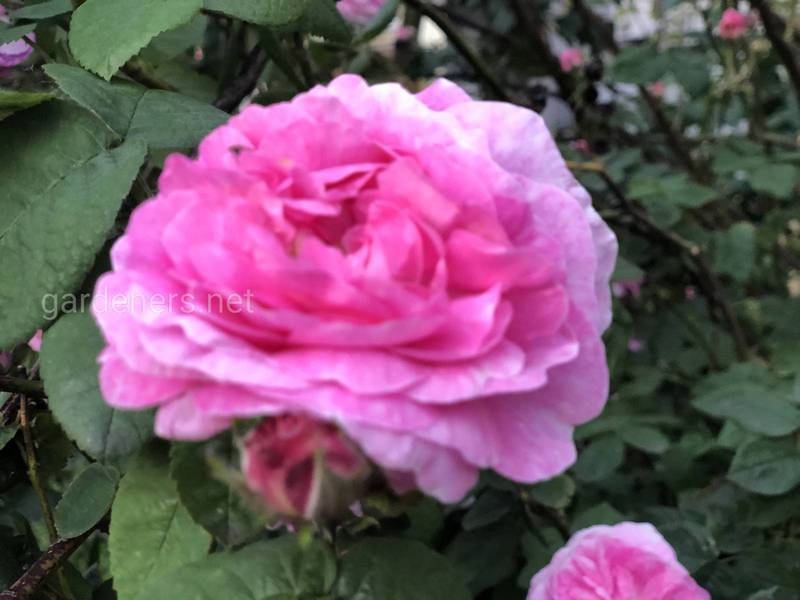 Плетистая роза 