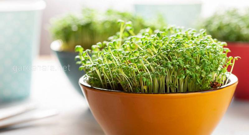 Все про мікрозелень: вирощуємо здоров'я своїми руками