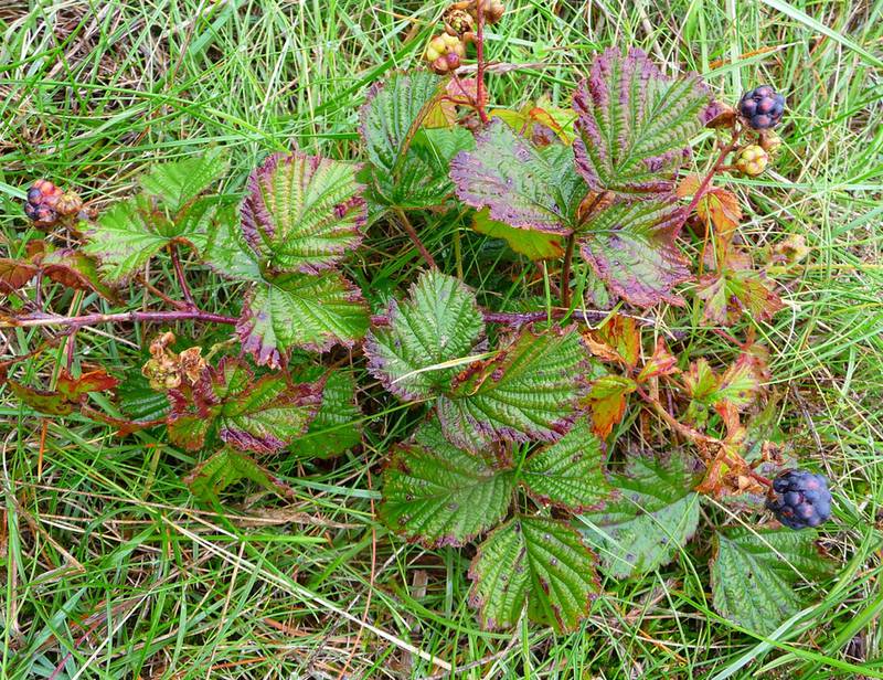 Ежевика сизая