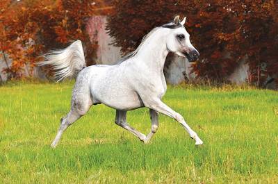 Лошадь Шагия-араб 